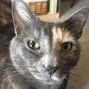 Amy Tobik's photo