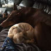 Cindy Caudron's photo