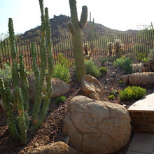 Backyard Landscaping