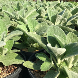Current Featured Plants - Products