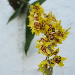 Oncidium Orchid Kokedama - Products