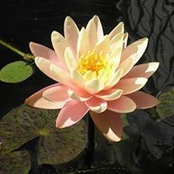 Kathy Romanick's photo
