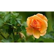 Maria Do Carmo Afonso's photo