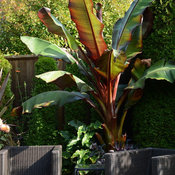 Poolside Garden and Containers