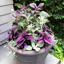 container garden