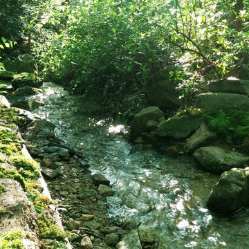 Streams and Waterfalls -- Moss -- An Essential Element