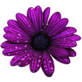 Urban Sensations's profile photo