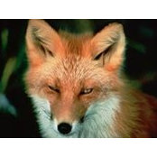 Jim Fox's photo