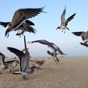 Robert Crossling's photo