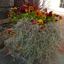 Container Gardening