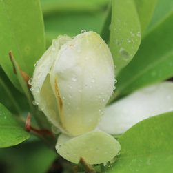 Native Flowering Trees - Products