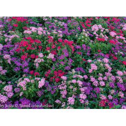 Warm Season Annuals - Outdoor Pots And Planters