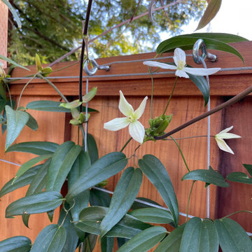 Clematis armandii, an evergreen, fragrant vine.