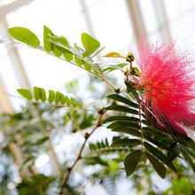 Fleurs et plantes pour jardins, terrasses et vérandas