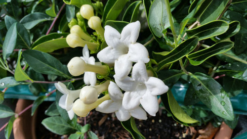 Seed-grown Madagascar jasmine(Stephanotis Floribunda)Bloomed 1st time