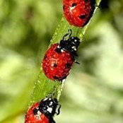 Photo de LadyBug Christensen