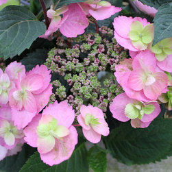 Tuff Stuff&trade; Mountain Hydrangea - Plants