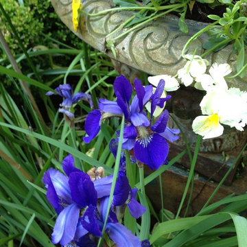 The causal elegant garden in CT