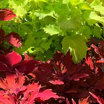 Coleus