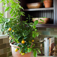indoor planting