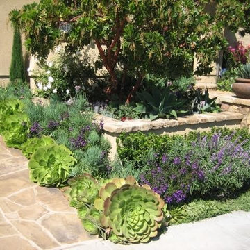 Succulent Excitement