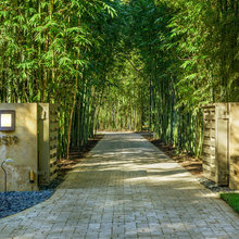 Bamboo