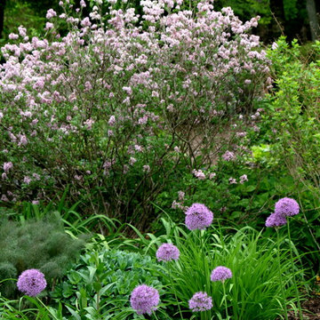 Favorite Spring Flowers