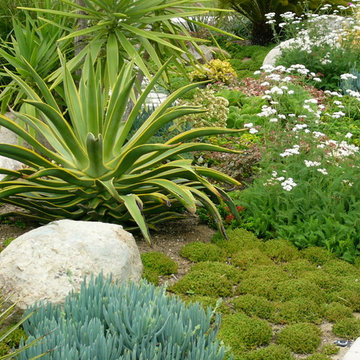 Encinitas Succulent Garden