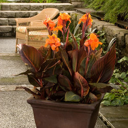 Tropicanna&reg; Canna - Plants