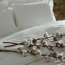 What Makes Organic Cotton Popular?