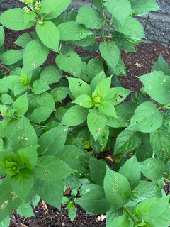 Peeling sycamore tree bark is normal; Top heavy hydrangea plants; Should I  treat my lawn for Japanese Beetles - Indiana Yard and Garden - Purdue  Consumer HorticulturePurdue University Indiana Yard and Garden –