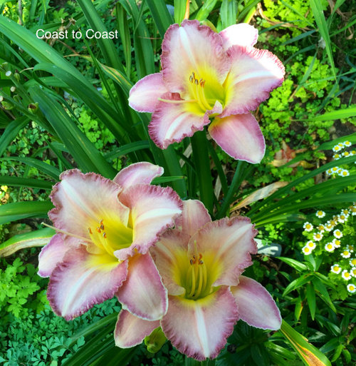 C daylilies 2020