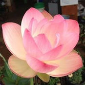 Eleanor Wangs billede