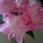 Maureen Edwards's photo
