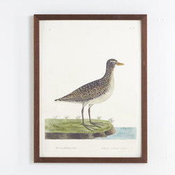 Albin Bird Engraving - Water Hen - Artwork