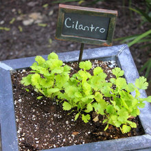 Gardening--Herbs