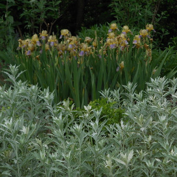 Bicolor Iris and Artemisia