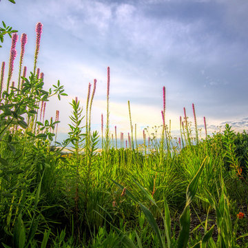 Contemporary Native Plant Prairie