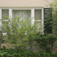 front  windows