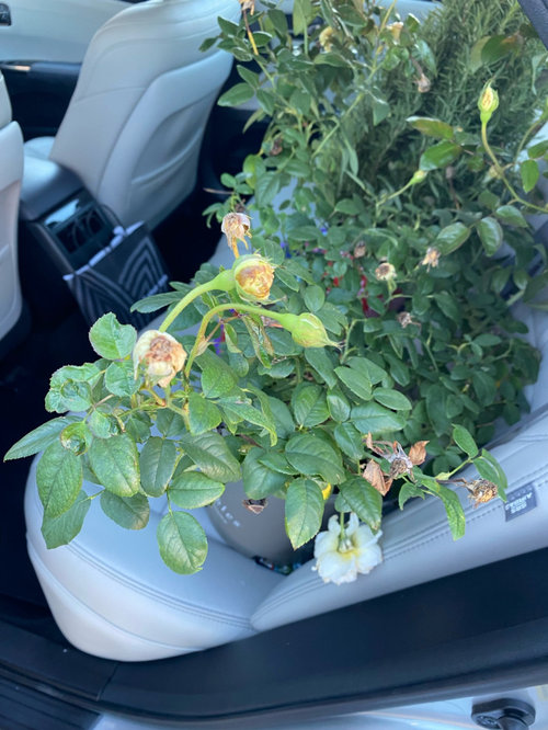 mislabeled Home Depot rose ID?