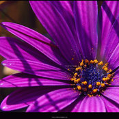 Pascale Dupuis's photo