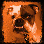 Simpawtico Dog Training's photo