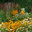 Environmental Landscape Consultants, LLC