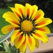 Lori Broslovsky's photo