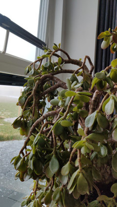 buy pink princess philodendron singapore Buy Philodendron Pink Princess Galaxy