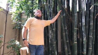 Manhattan Beach Bamboo Removal