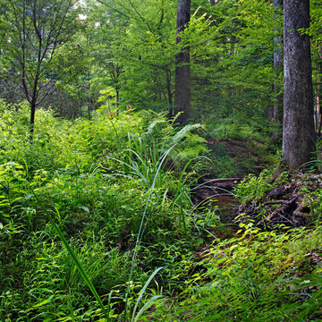 Woodland Rain Gardens
