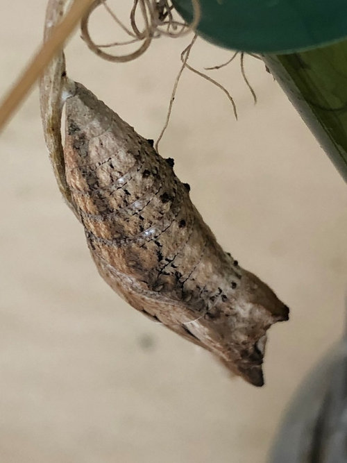When do Black Swallowtails emerge?