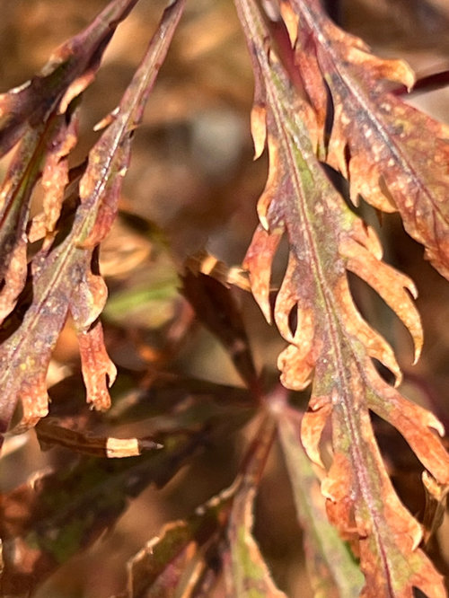 Japanese Maple Leaf Scorch 7566