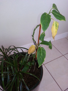 white bird of paradise indoor plant care White Bird of Paradise (Strelitzia Nicolai)